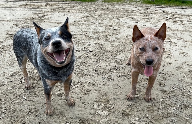Eigen honden